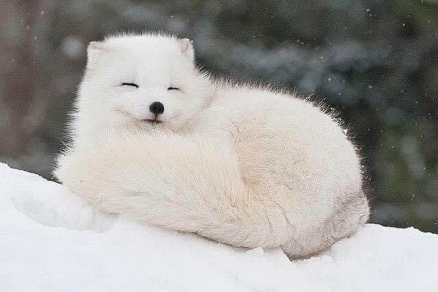 雪狐